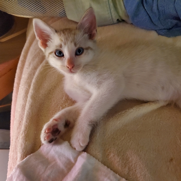 Meet your Posher, Sarah - Picture 3 of 3